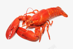 澳洲小青龙虾美味的大龙虾高清图片