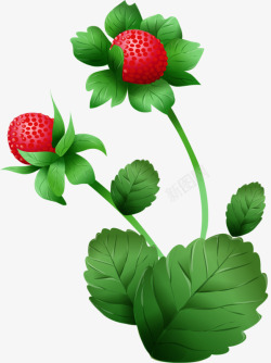 草莓成熟了素材