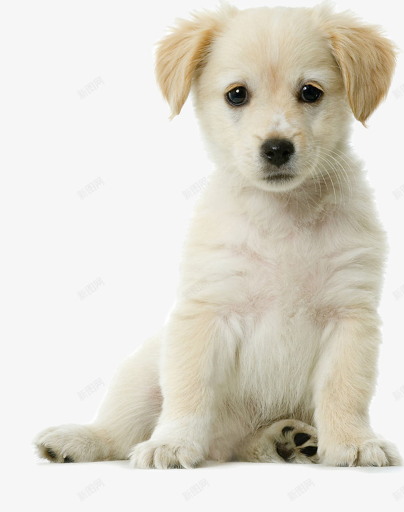 可爱的小奶狗png免抠素材_88icon https://88icon.com 可爱 小奶狗 的 蹲着的狗