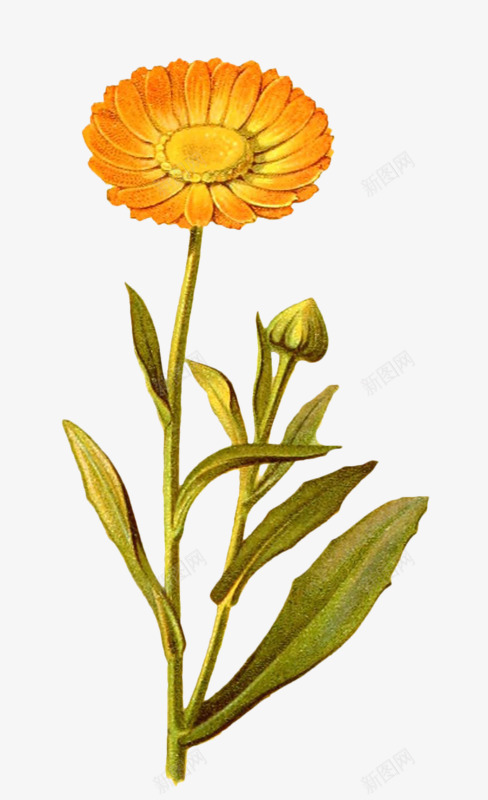 黄色小野花png免抠素材_88icon https://88icon.com 好看 手绘 花朵