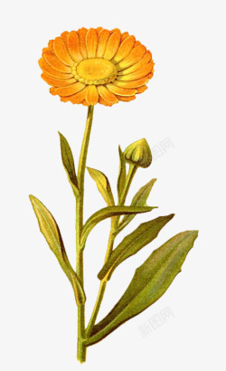 黄色小野花素材