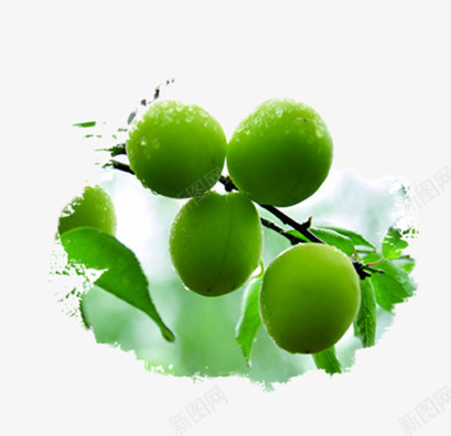 长在树上的酸青梅果png免抠素材_88icon https://88icon.com 产品实物 时令水果 水果 绿色食品免费png 进口水果 长在树上的酸青梅果