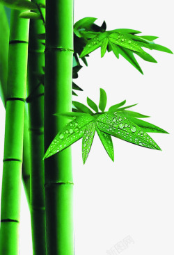 手绘创意合成小狗绿色质感竹子素材