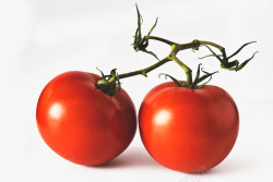 西红柿鲜红的番茄素材