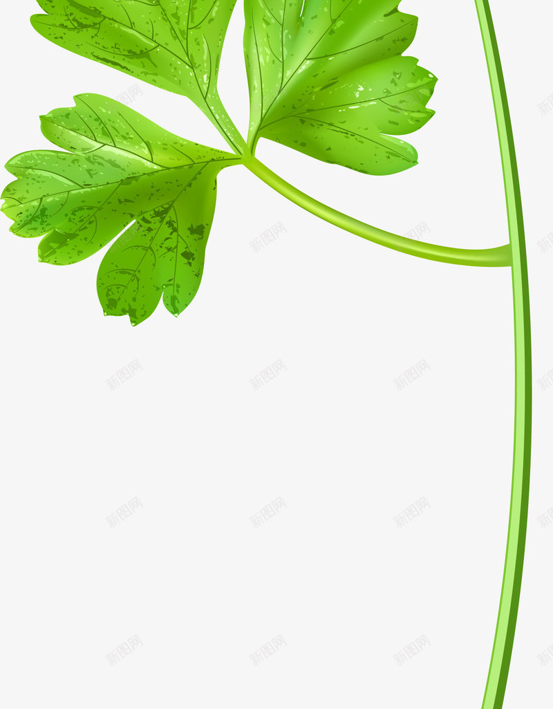 绿色清新香菜png免抠素材_88icon https://88icon.com 植物 绿色香菜 美食 装饰图案 配料 食材 食物