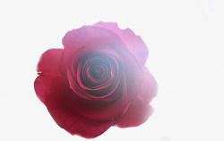 鲜红色玫瑰花素材