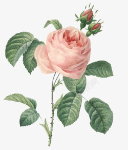 手绘水彩花卉玫瑰月季素材