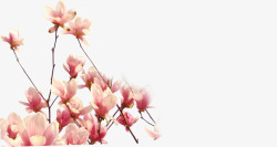 清新春季文艺花朵素材