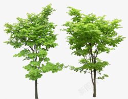 两棵小树两棵小树高清图片