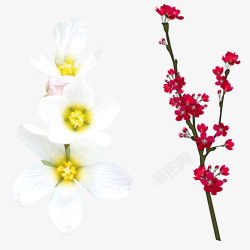 红色白色梨花花朵素材