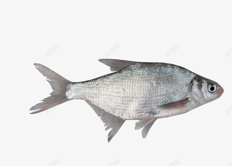 淡水鱼png免抠素材_88icon https://88icon.com 淡水鱼 美味水产 鱼 鱼类