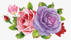 紫玫瑰手绘玫瑰高清图片