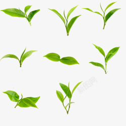 茶业绿色茶叶背景高清图片