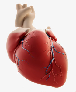 红色心脏器官心脏器官高清图片