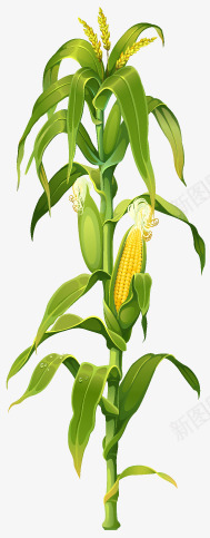 卡通成熟玉米植物png免抠素材_88icon https://88icon.com 卡通 成熟 植物 玉米