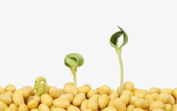 关爱环境大豆和小菜苗高清图片