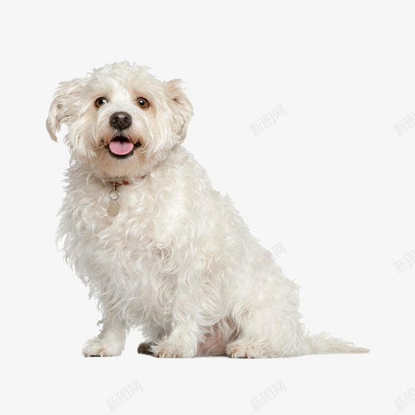 宠物犬png免抠素材_88icon https://88icon.com 可爱 宠物犬 小狗 狗狗