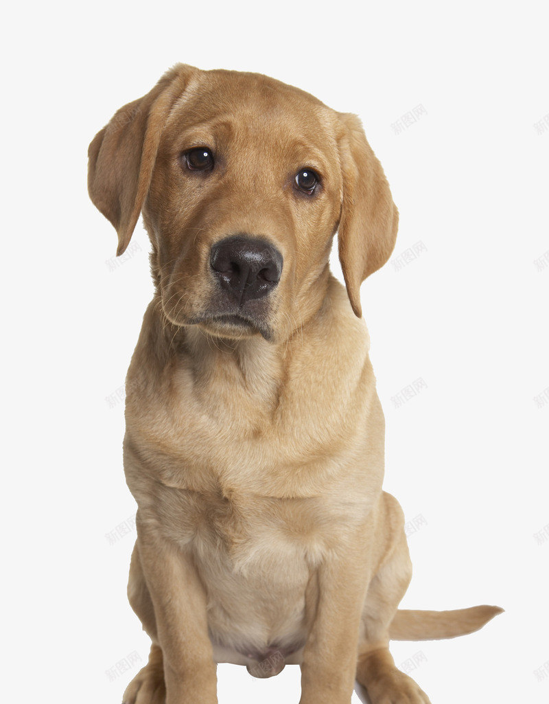 黄色拉布拉多犬摄影png免抠素材_88icon https://88icon.com 不开心 动物 哺乳动物 坐 实物 宠物 拉布拉多犬 狗 黄色拉布拉多犬摄影