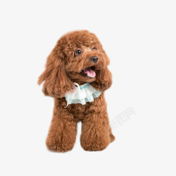 棕色泰迪可爱的泰迪狗狗高清图片