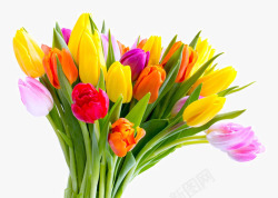 荷兰花美丽的郁金香花朵高清图片