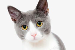 猫咪咪壁纸灰色萌猫高清图片