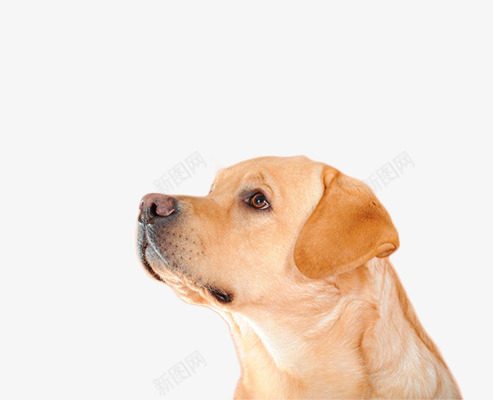 可爱的小狗片png免抠素材_88icon https://88icon.com 动物图片 狗鼻子 背景图片小狗 黄色的小狗图片
