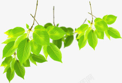 春季文艺植物树叶素材