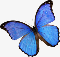 创意合成飞舞的蓝色荧光蝴蝶素材