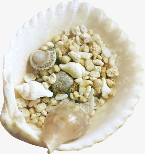 海贝png免抠素材_88icon https://88icon.com shell 产品实物 海鲜 贝壳 软体动物