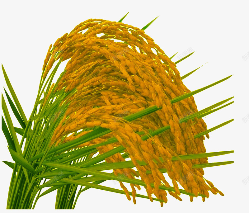 成熟的稻穗png免抠素材_88icon https://88icon.com 丰收 成熟 水稻 稻穗 金色麦穗 金黄色 黃色稻穗