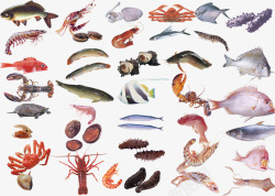 海鲜虾类小龙虾高清图片