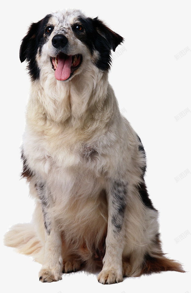 牧羊犬png免抠素材_88icon https://88icon.com 吐舌头的狗狗 宠物狗 边境牧羊犬 黑白色小狗