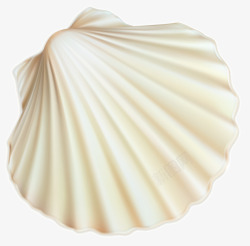 一个漂亮的白色贝壳抠图素材