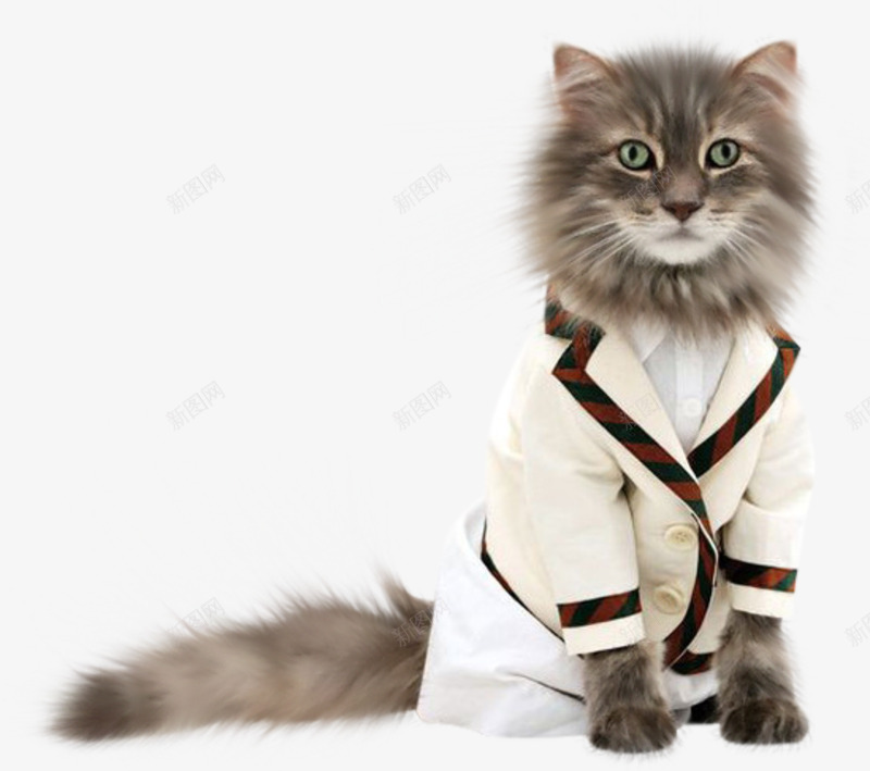 穿着衣服的猫咪png免抠素材_88icon https://88icon.com 可爱 穿着衣服 花猫 萌宠