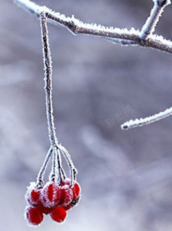 霜降节气植物树干元素素材