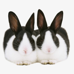 呆萌月兔呆萌兔子图形图像高清图片