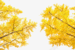 黄色银杏树清新文艺银杏树自然风光高清图片