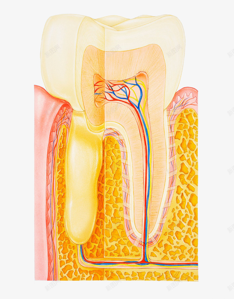 牙齿横断面卡通插画png免抠素材_88icon https://88icon.com 免抠PNG 医学 牙医 牙齿 牙齿修护卡通图 牙齿横断面卡通插画 牙齿结构 生物