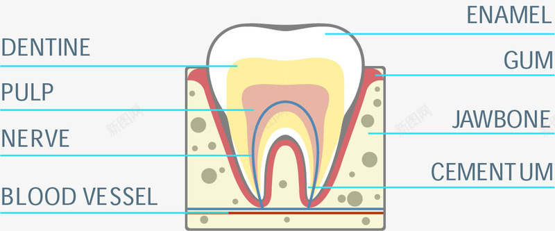 牙齿牙床横切面png免抠素材_88icon https://88icon.com 横切面 牙齿 蛀牙龋齿 说明 龋齿