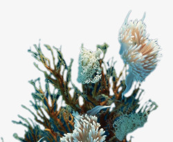 水底生物海底世界高清图片