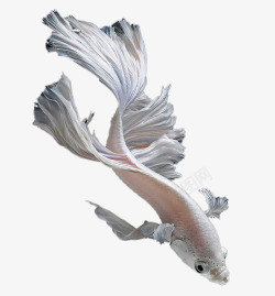 摆动游动的白锦鲤高清图片