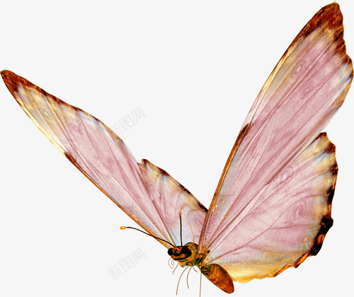 展翅的蝴蝶png免抠素材_88icon https://88icon.com 展翅的蝴蝶 昆虫 粉色 装饰