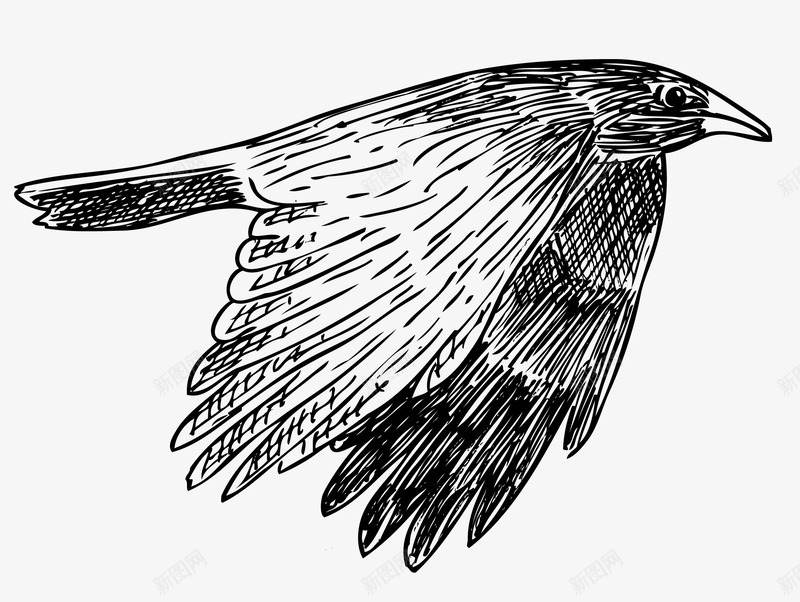 飞翔的乌鸦png免抠素材_88icon https://88icon.com 乌鸦 乌鸦飞过 动物 展翅 翅膀 飞翔 鸟儿
