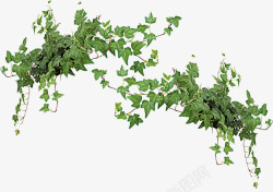 绿色藤条爬藤植物高清图片