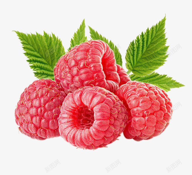 新鲜树莓水果png免抠素材_88icon https://88icon.com 新鲜 树莓 水果 素材