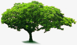 清新春季茂密的大树植物素材