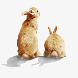 可爱的两只棕色兔子素材