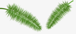 绿色椰树椰子树叶子高清图片