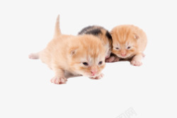 萌猫猫咪幼崽高清图片