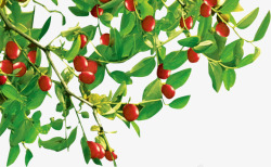 摘果实树枝上的樱桃高清图片